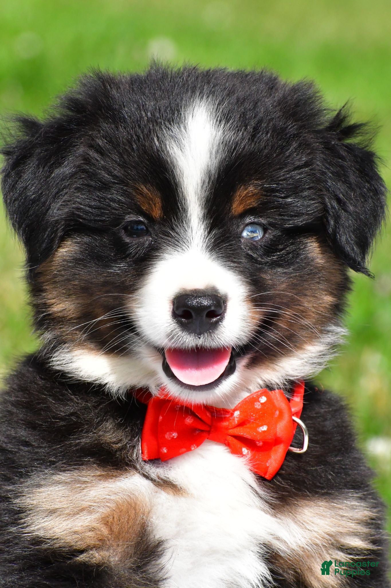 Miniature Australian Shepherd dogs Archer - Ad 2