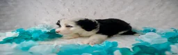 Mini Bernedoodle dogs for sale: Ms. Cruella de Vil - Ad 5