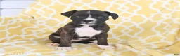 Boxer dogs for sale: Abby - Ad 5