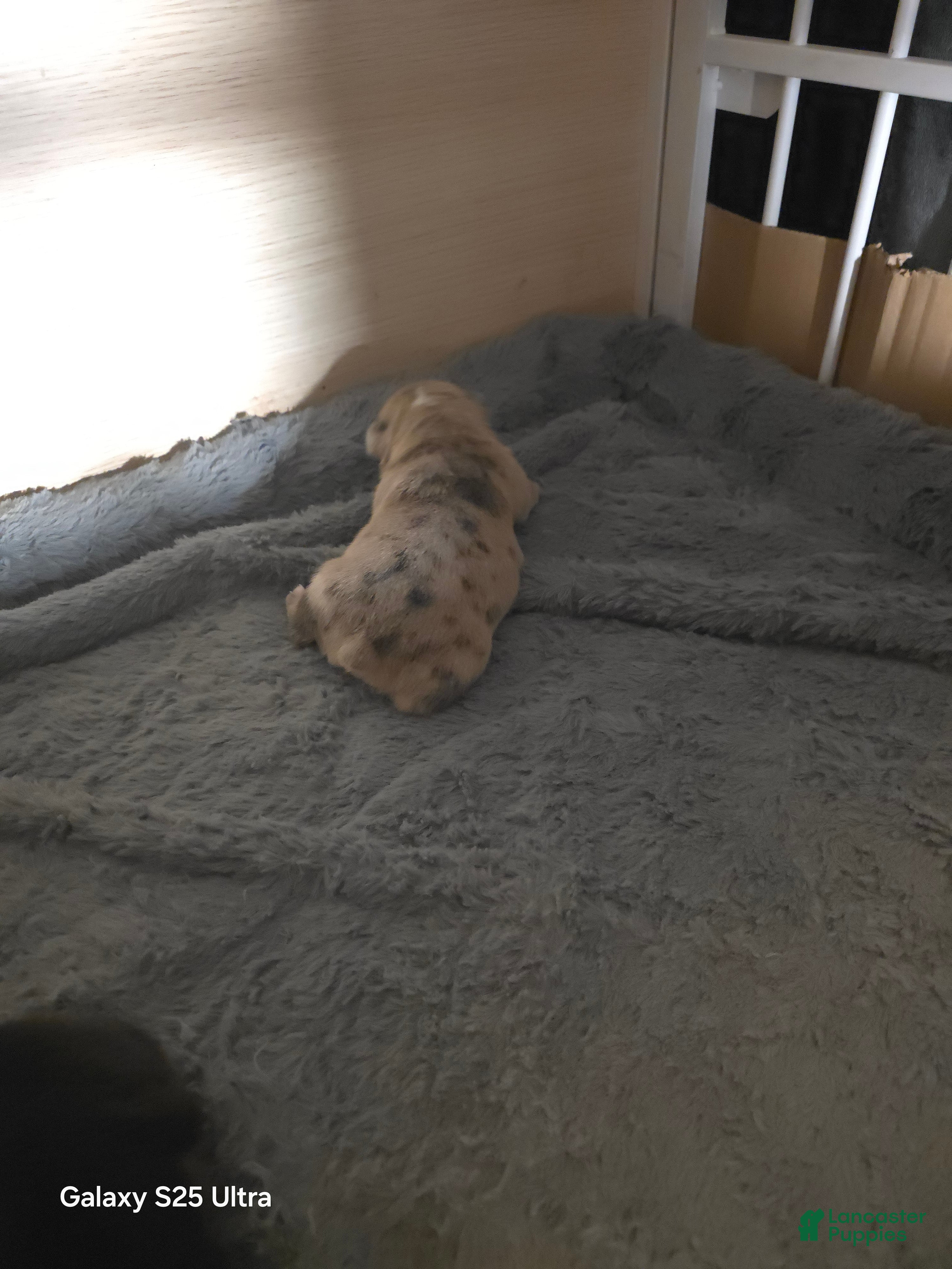 French Bulldog dogs French Bulldog Puppy 3 - Ad 35