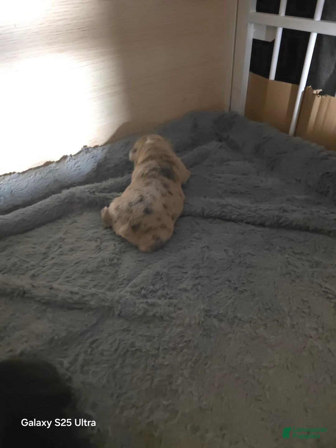 French Bulldog dogs for sale: French Bulldog Puppy 3 - Ad 1