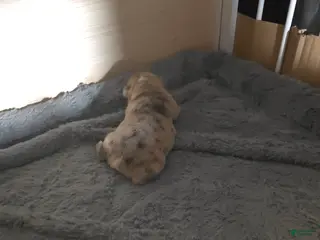 French Bulldog dogs French Bulldog Puppy 3 - Ad 29