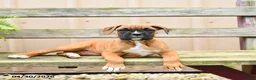 Boxer dogs for sale: Reeses - Ad 2