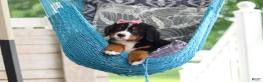 Lainey