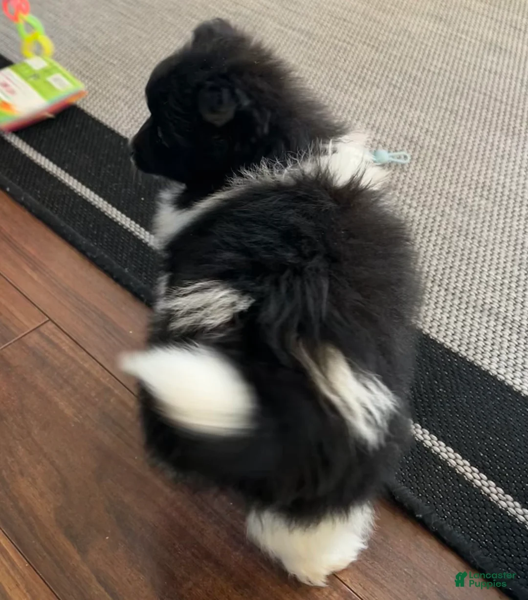 Pomeranian dogs for sale: Chloe - Ad 7