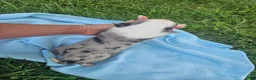 Australian Shepherd dogs for sale: Leo - Ad 3