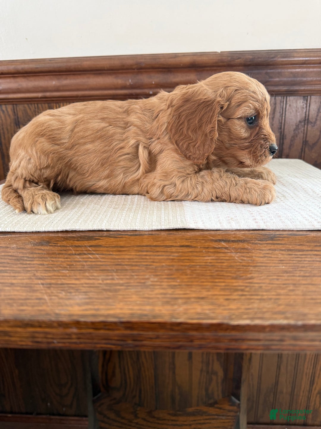 Cavapoo dogs for sale: Cavapoo Puppy 4 - Ad 4