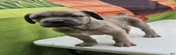 Cane Corso dogs for sale: COCO - Ad 11