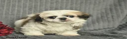 Malshi dogs for sale: Bradley - Ad 5