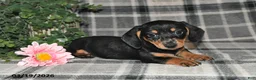 Miniature Dachshund dogs for sale: Cory - Ad 2