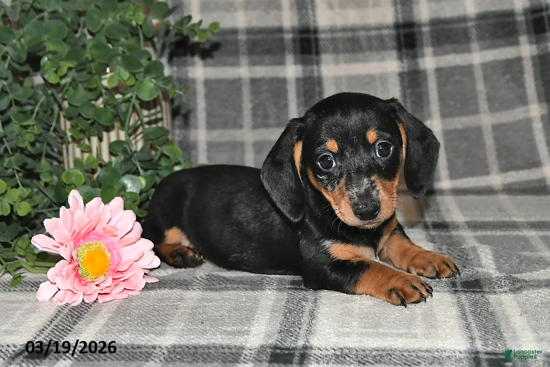 Miniature Dachshund dogs for sale: Cory - Ad 2