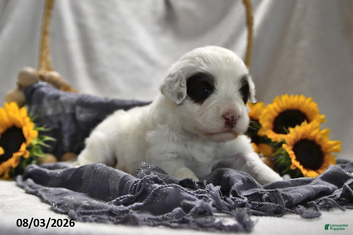 Portuguese Water Dog dogs Ghost  - Ad 2