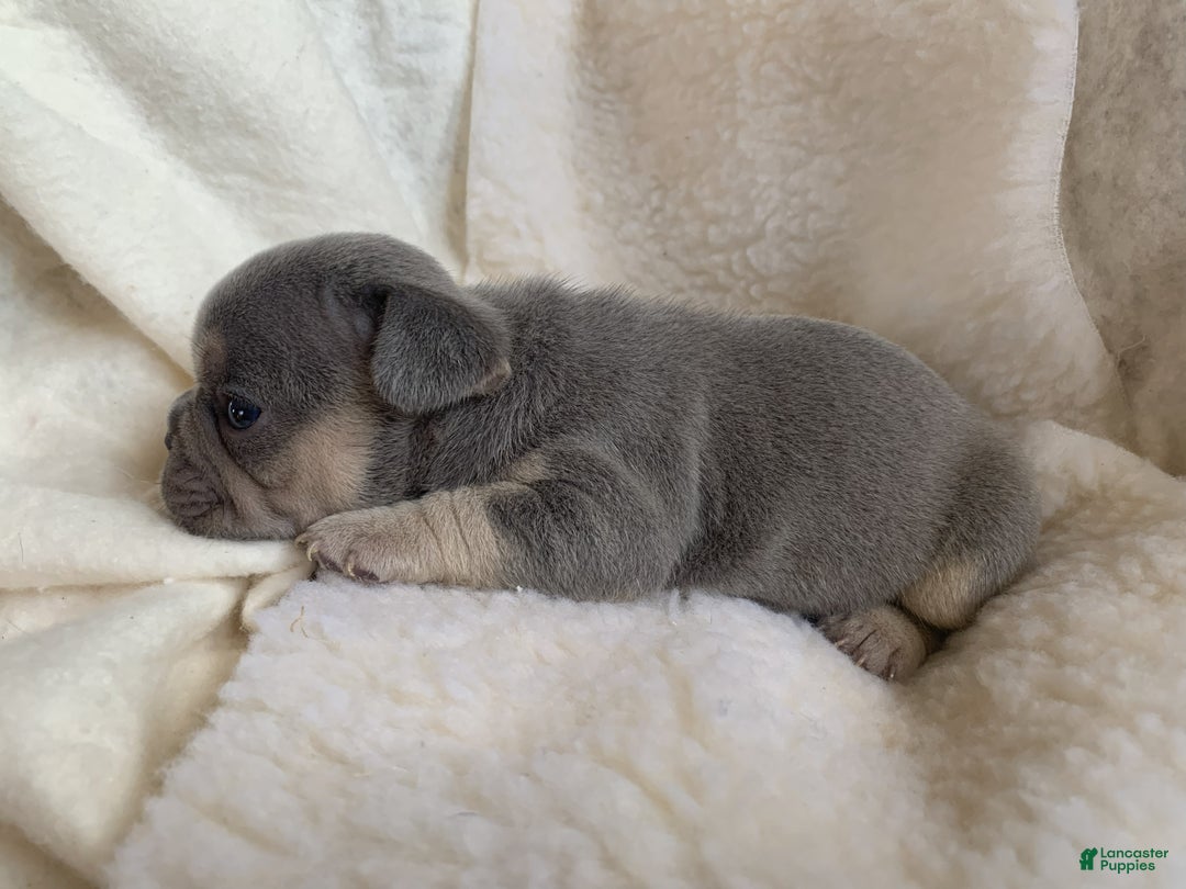 French Bulldog dogs for sale: Winston - Ad 2