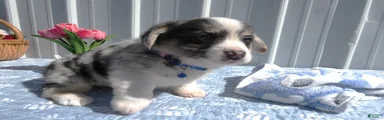 Welsh Corgi Pembroke Puppy 3 Scarlet