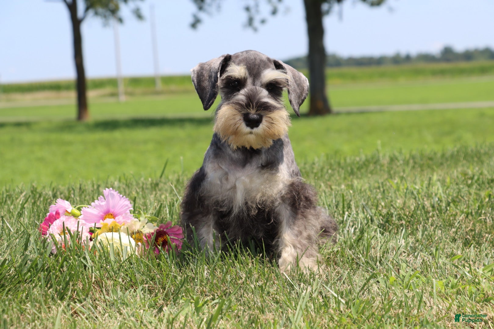 Miniature Schnauzer dogs for sale: Tucker - Ad 2