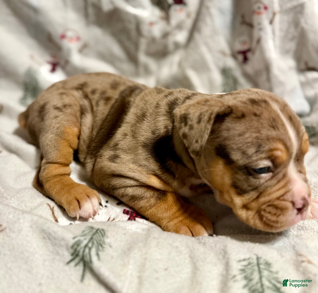 Olde English Bulldogge dogs for sale: Beth  - Ad 7