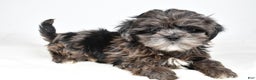 Shihpoo dogs for sale: Jenny - Ad 1