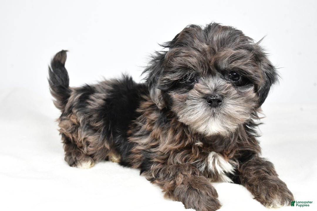 Shihpoo dogs for sale: Jenny - Ad 1