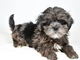 Shihpoo dogs Jenny - Ad 10