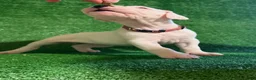 Dogo Argentino dogs for sale: Pink female - Ad 5