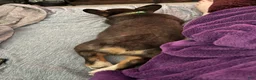 Welsh Corgi Pembroke dogs for sale: BHT Male Welsh Corgi Pembroke - Ad 5