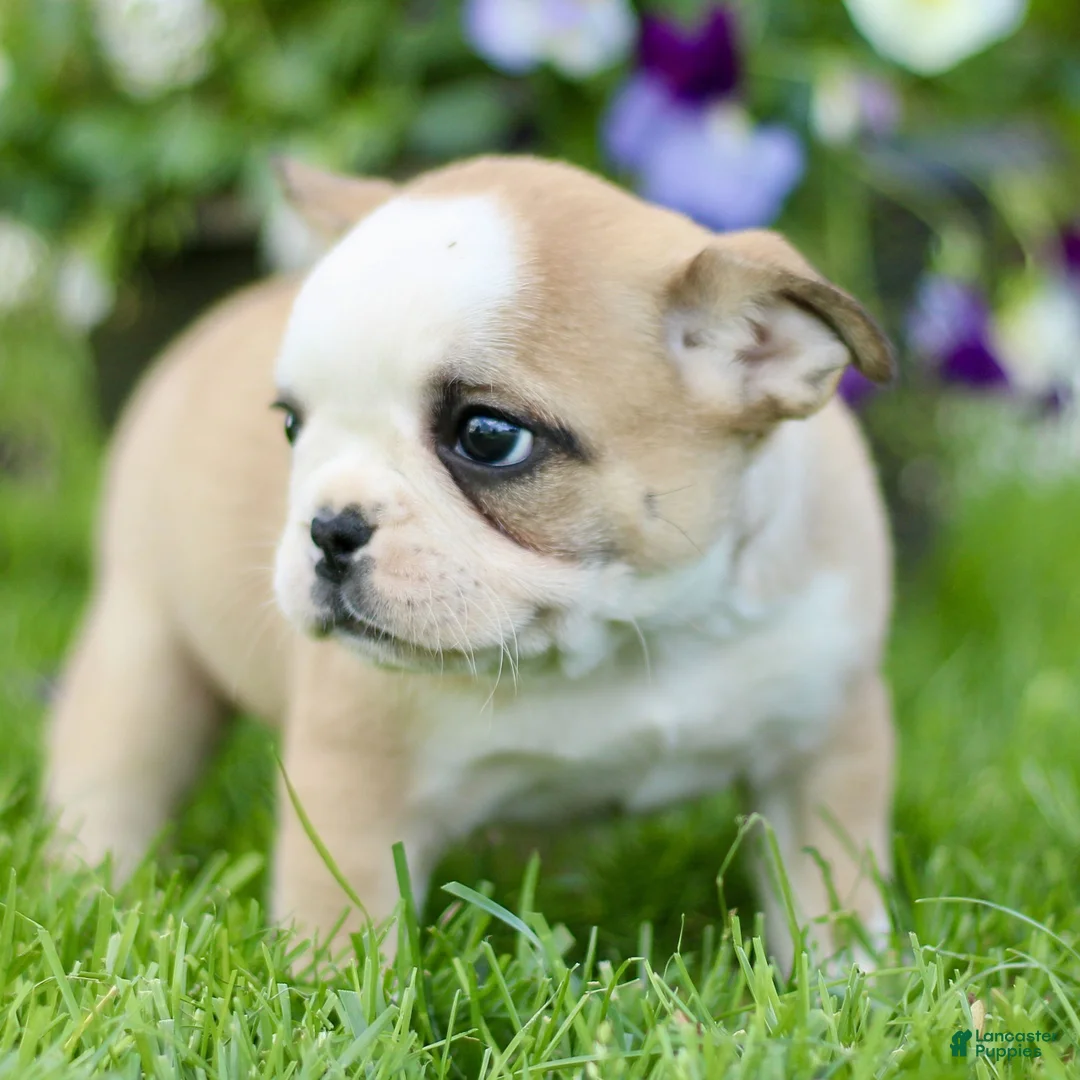 French Bulldog dogs for sale: Raine  - Ad 2