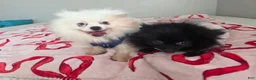 Pomeranian dogs for sale: Diamond  - Ad 6