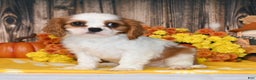 Cavalier King Charles Spaniel dogs for sale: Kaido - Ad 4