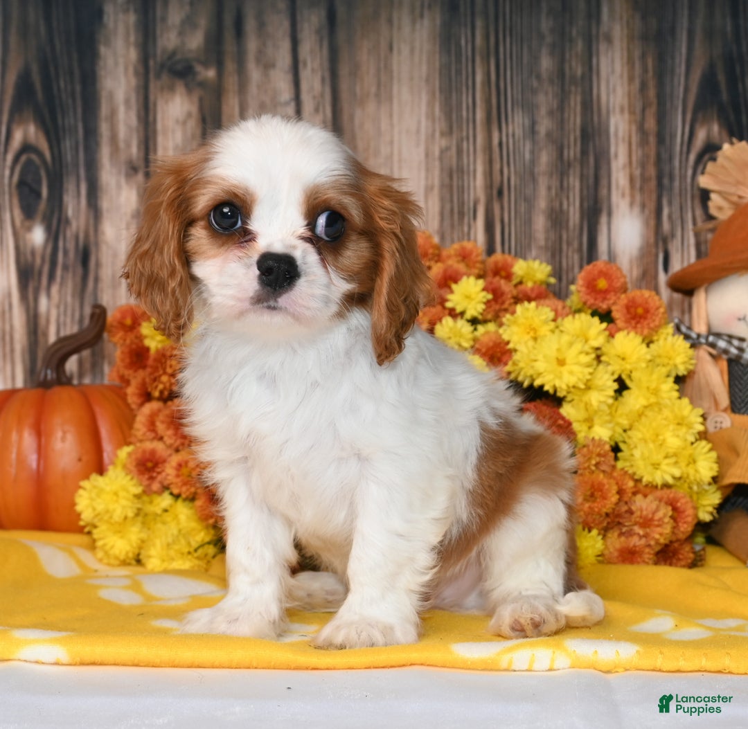 Cavalier King Charles Spaniel dogs for sale: Kaido - Ad 4
