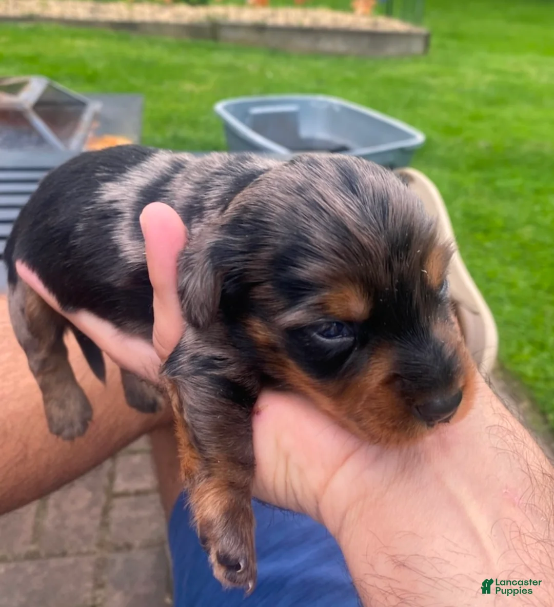 Mixed Breed dogs for sale: Jeagar - Ad 1