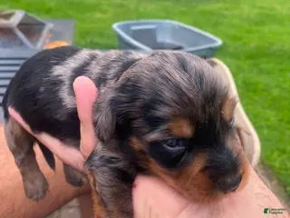 Mixed Breed dogs Jeagar - Ad 4