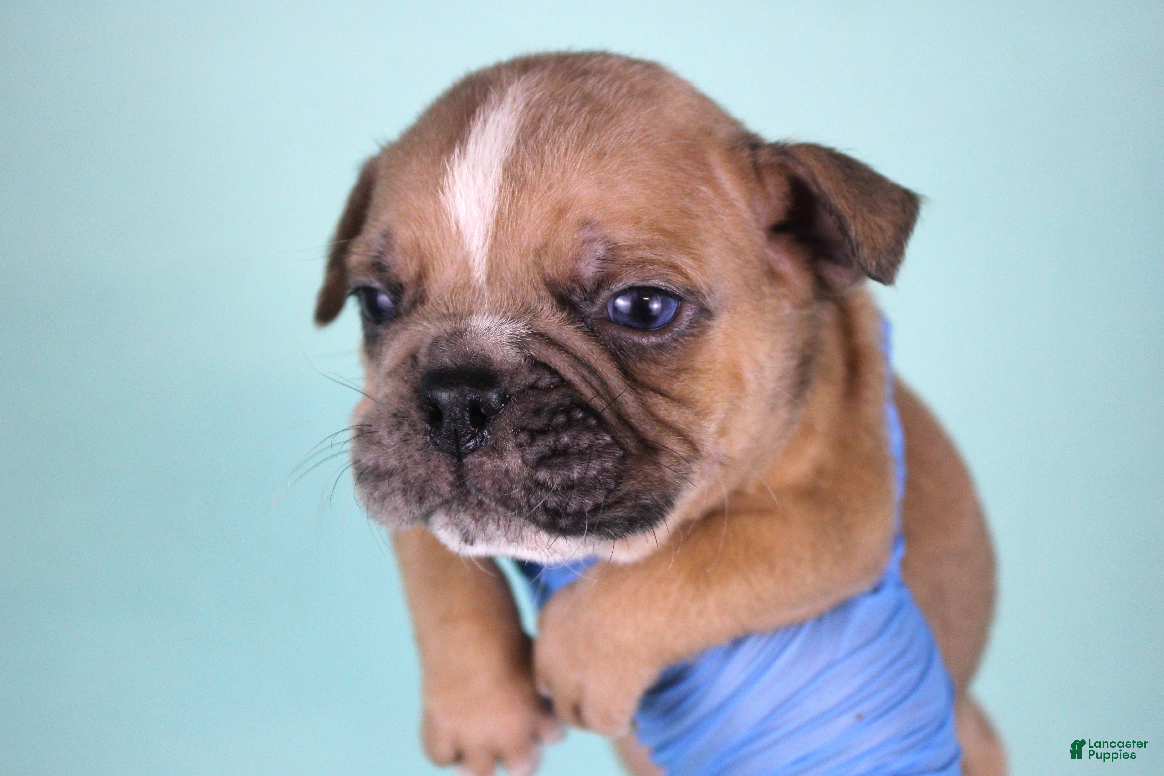 American Bully dogs Fawn Merle Male - Ad 39