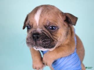 American Bully dogs Fawn Merle Male - Ad 39