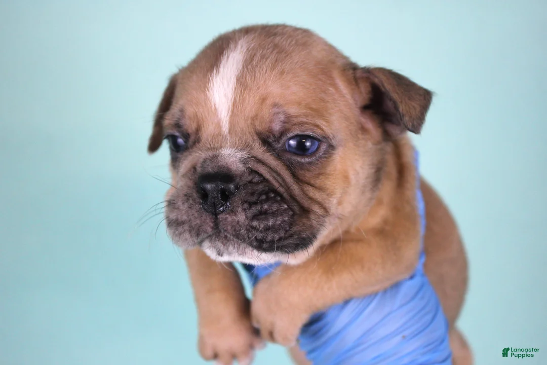 American Bully dogs for sale: Fawn Merle Male - Ad 1