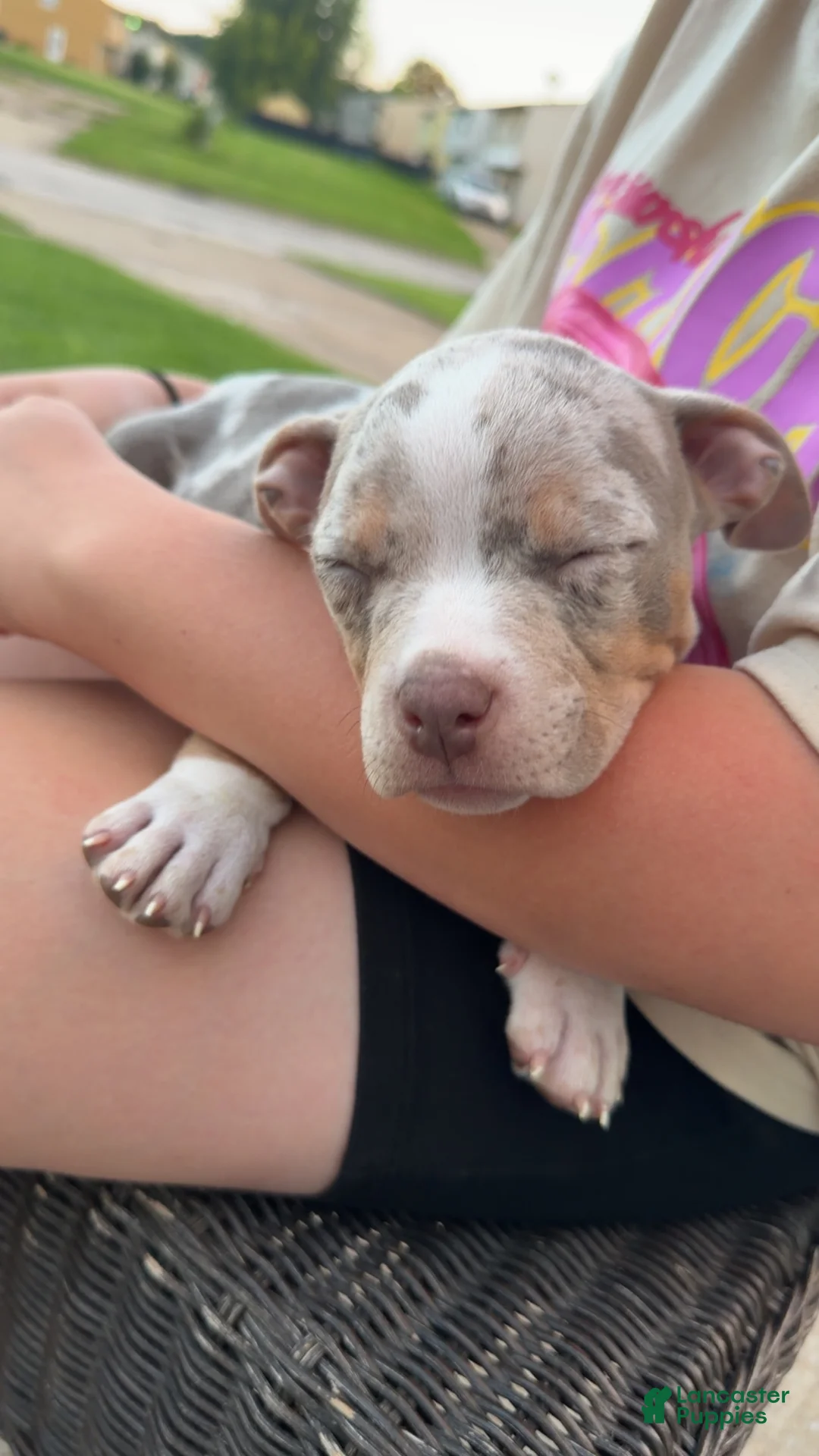 American Bully dogs for sale: American Bully 9 - Ad 2