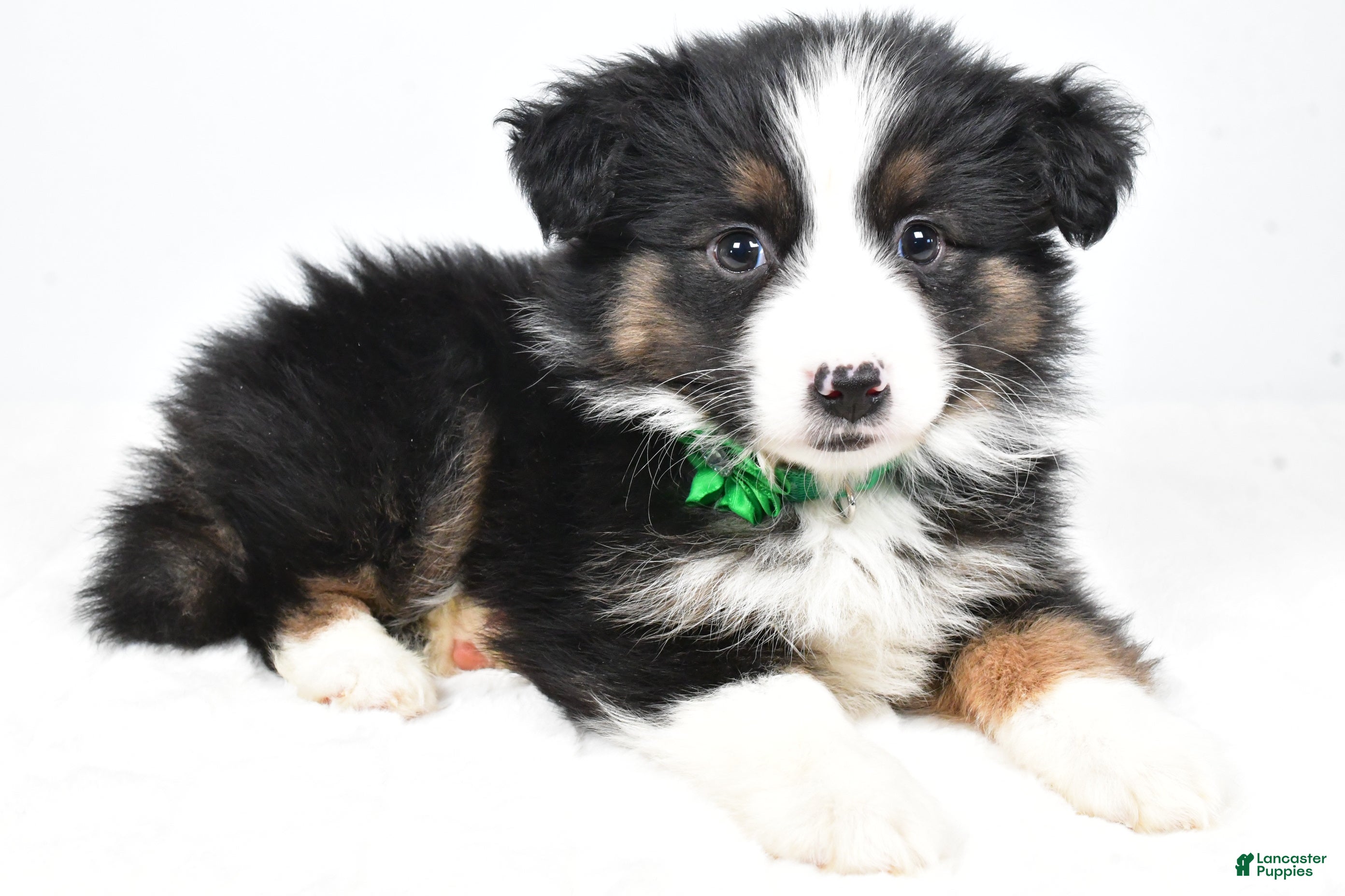 Miniature Australian Shepherd dogs Lila - Ad 25