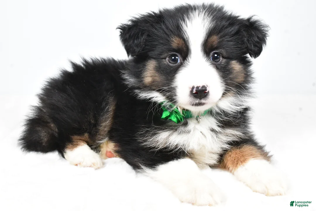 Miniature Australian Shepherd dogs for sale: Lila - Ad 1