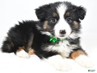 Miniature Australian Shepherd dogs Lila - Ad 25