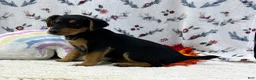 Airedale Terrier dogs for sale: Airedale Terrier Puppy 3 - Ad 2