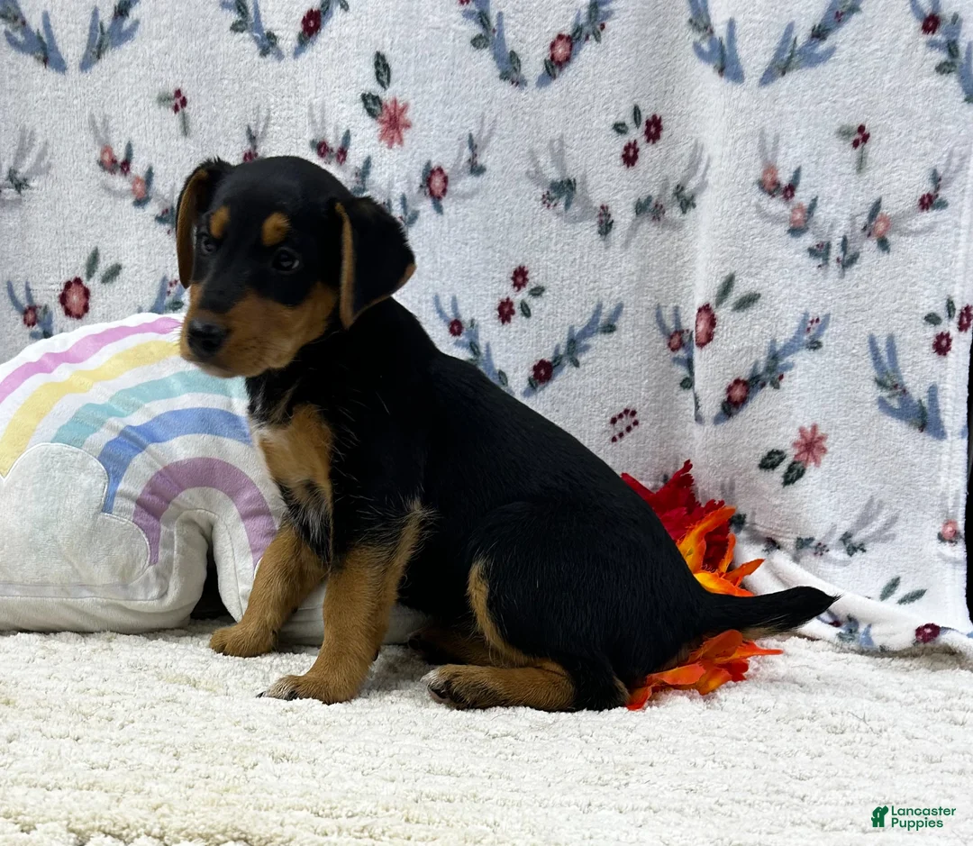 Airedale Terrier dogs for sale: Airedale Terrier Puppy 3 - Ad 2