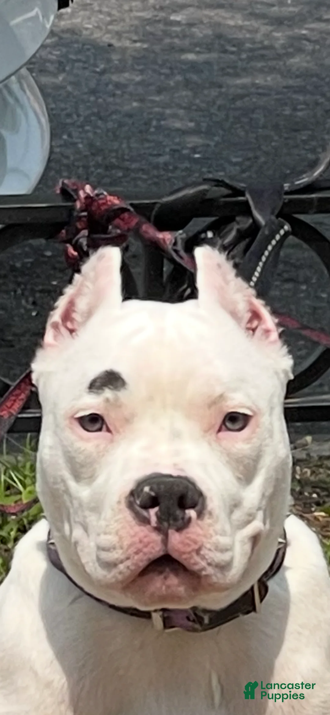 American Bully dogs for sale: American Bully Puppy 7 - Ad 9