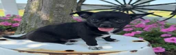 Chihuahua dogs for sale: Tony - Ad 7