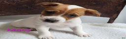 Jack Russell Terrier dogs for sale: Jack Russell Terrier 3 - Ad 3