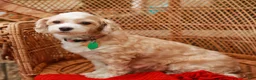 Havapoo dogs for sale: Wiggles (Raised in Home, Crate Trained & Potty Training!)  - Ad 9