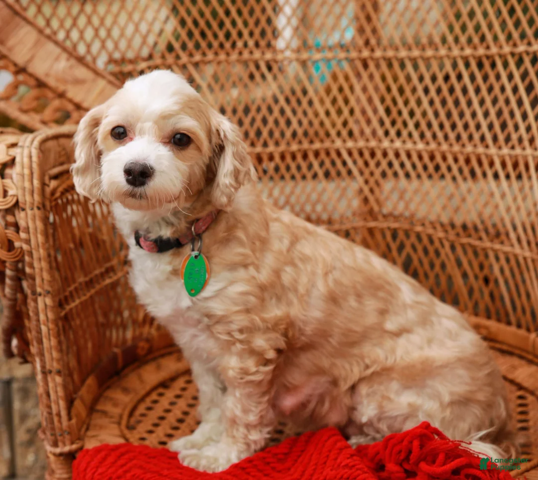 Havapoo dogs for sale: Wiggles (Raised in Home, Crate Trained & Potty Training!)  - Ad 9