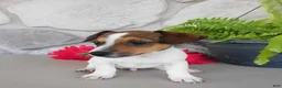 Jack Russell Terrier dogs for sale: Tucker  - Ad 4