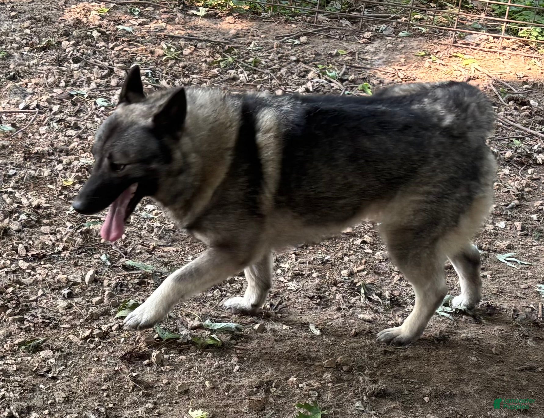 Norwegian Elkhound dogs Norwegian Elkhound 1 - Ad 2