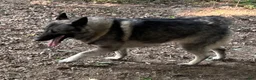 Norwegian Elkhound dogs for sale: Norwegian Elkhound 1 - Ad 2