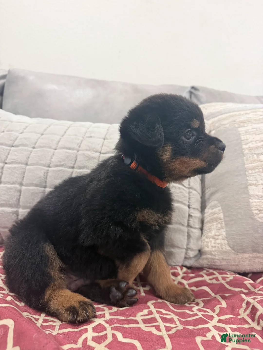 Rottweiler dogs for sale: Orange color male - Ad 2
