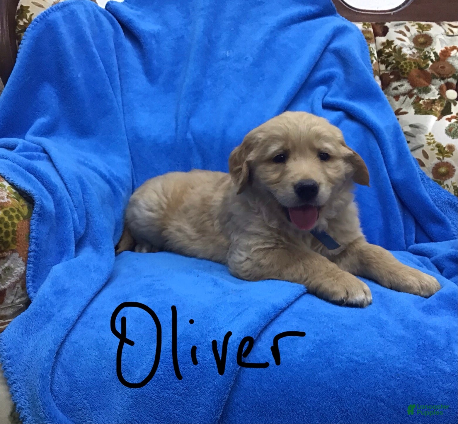 Golden Retriever dogs Golden Retriever Puppy 2 - Ad 9